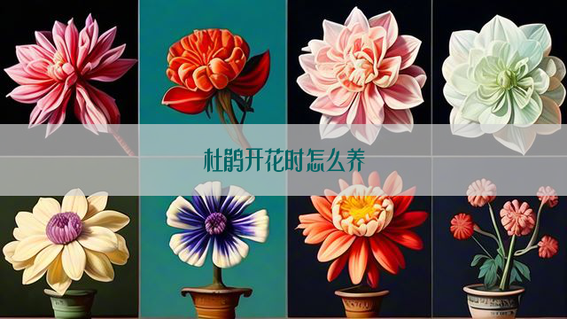 杜鹃开花时怎么养