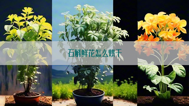 石斛鲜花怎么烘干