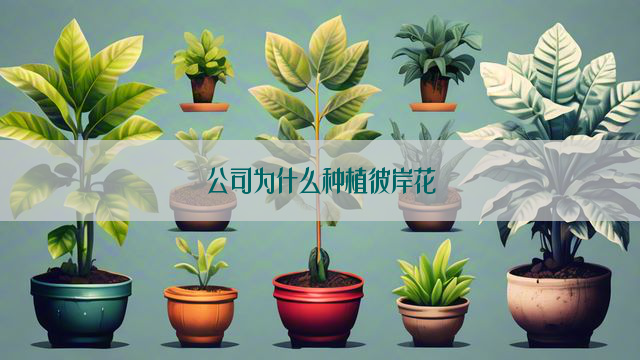 公司为什么种植彼岸花