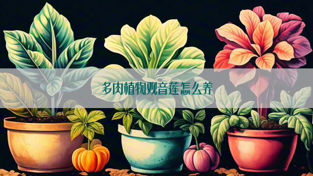 多肉植物观音莲怎么养