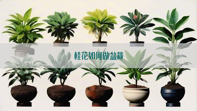 桂花如何做盆栽