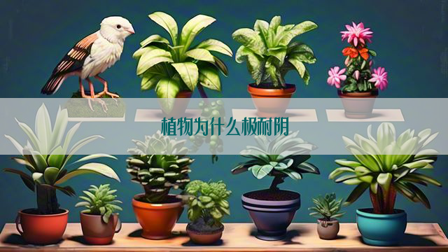 植物为什么极耐阴