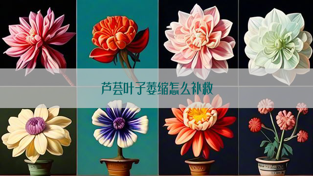 芦荟叶子萎缩怎么补救