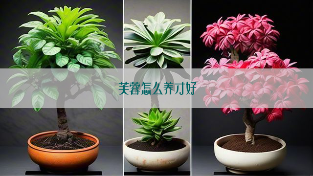 芙蓉怎么养才好