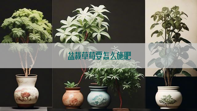 盆栽草莓要怎么施肥