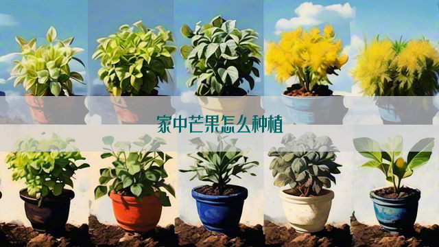 家中芒果怎么种植