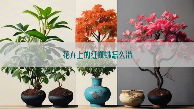 花卉上的红蜘蛛怎么治