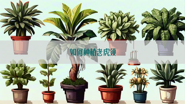 如何种植老虎须