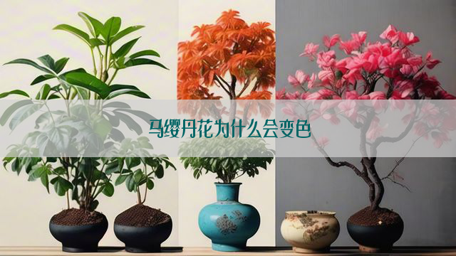 马缨丹花为什么会变色