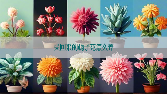 买回来的栀子花怎么养