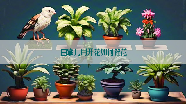 白掌几月开花如何催花