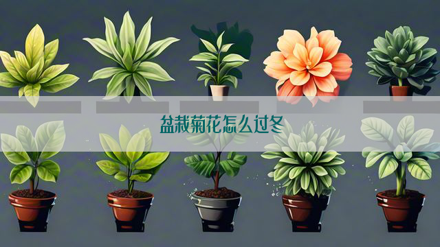 盆栽菊花怎么过冬