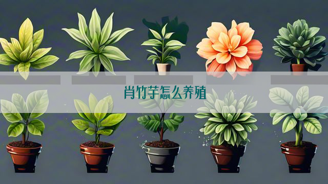 肖竹芋怎么养殖