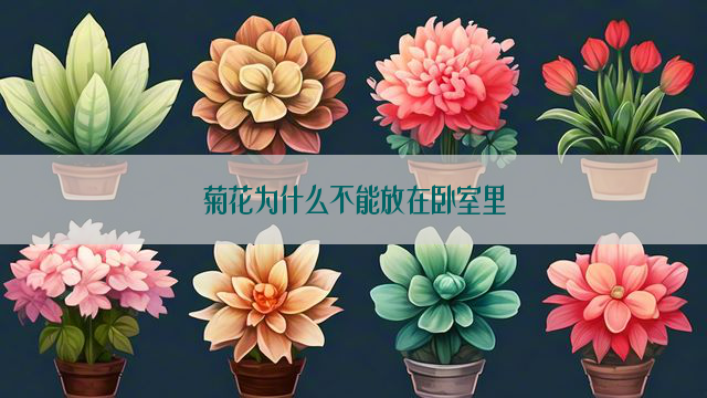 菊花为什么不能放在卧室里