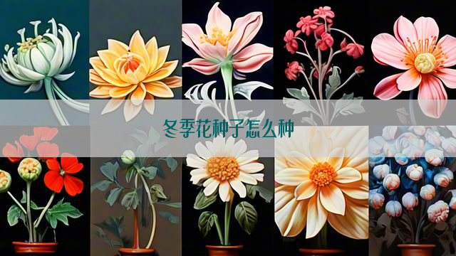 冬季花种子怎么种