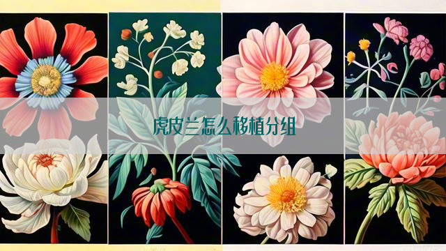 虎皮兰怎么移植分组