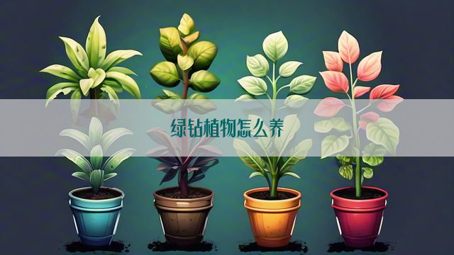 绿钻植物怎么养