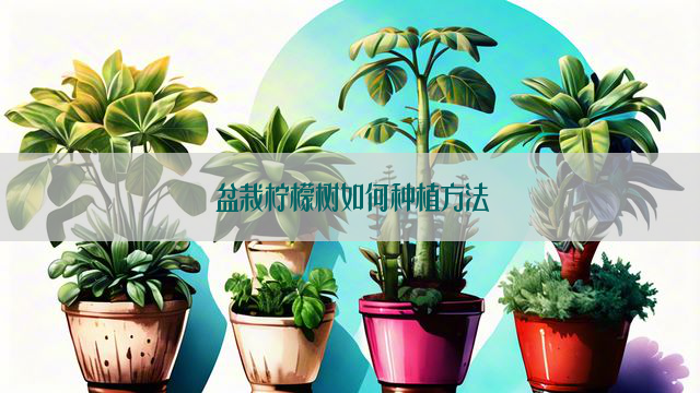 盆栽柠檬树如何种植方法