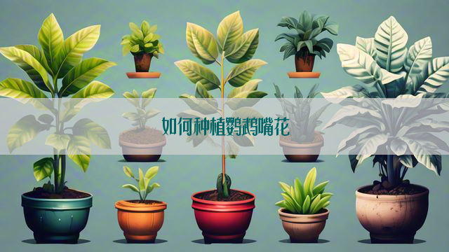 如何种植鹦鹉嘴花