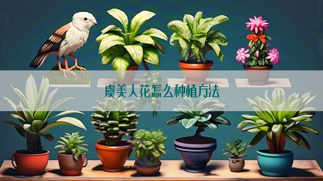 虞美人花怎么种植方法