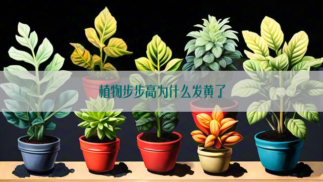 植物步步高为什么发黄了