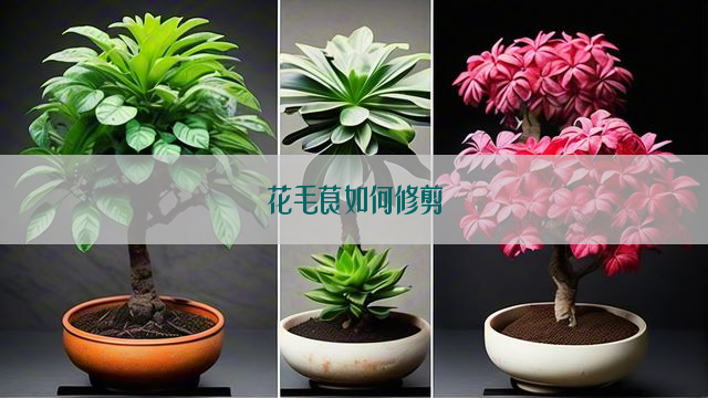 花毛茛如何修剪