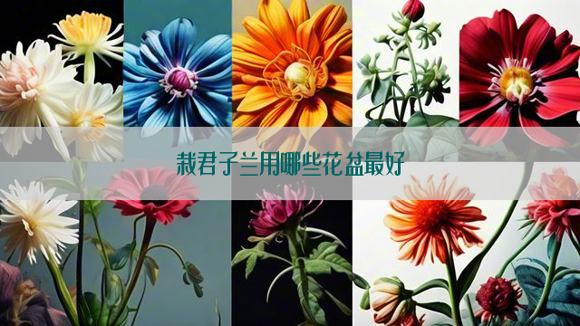 栽君子兰用哪些花盆最好