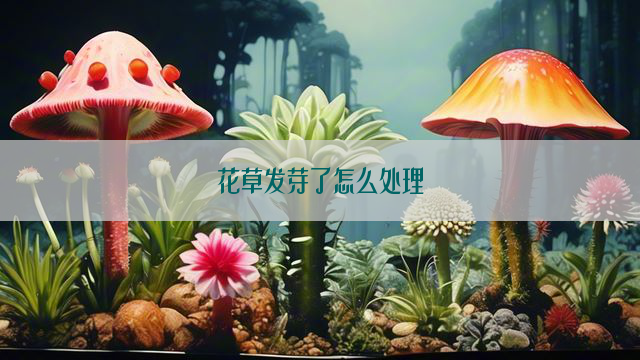 花草发芽了怎么处理