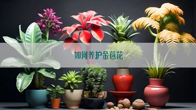 如何养护金苞花