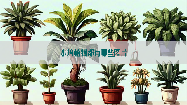 水培植物都有哪些图片