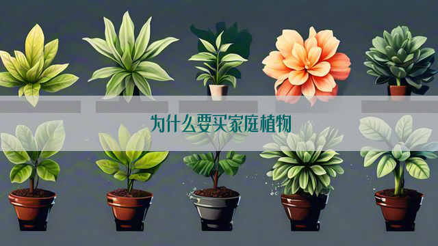 为什么要买家庭植物