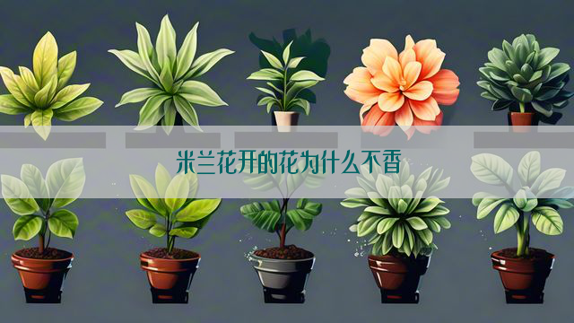 米兰花开的花为什么不香