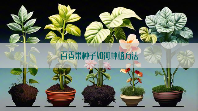 百香果种子如何种植方法