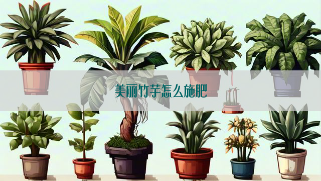 美丽竹芋怎么施肥