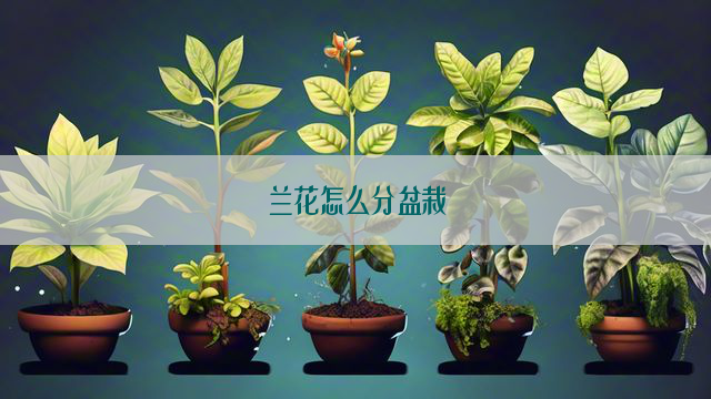 兰花怎么分盆栽