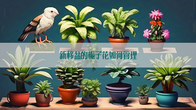 新移盆的栀子花如何管理