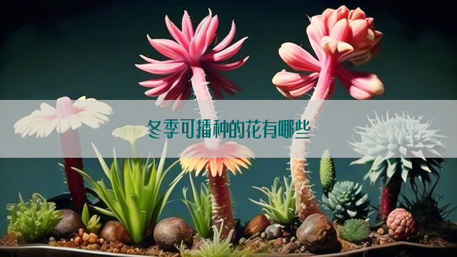 冬季可播种的花有哪些