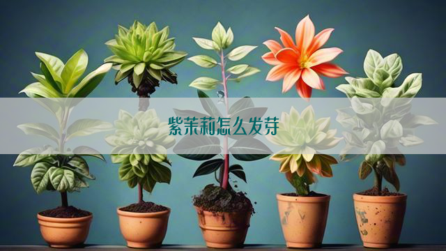 紫茉莉怎么发芽