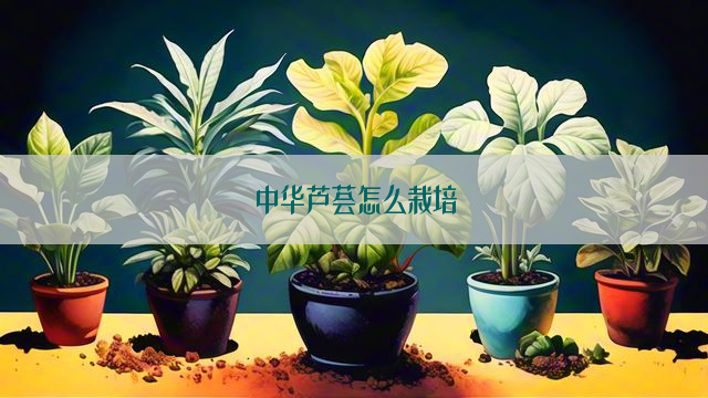 中华芦荟怎么栽培