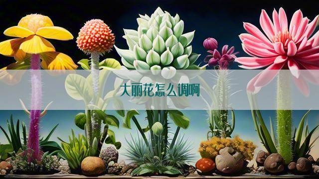 大丽花怎么调啊