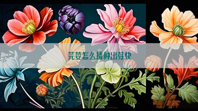 芫荽怎么播种出芽快