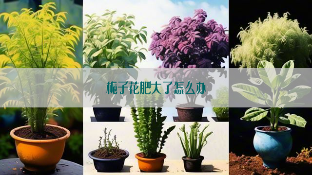 栀子花肥大了怎么办