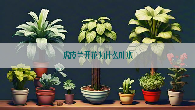 虎皮兰开花为什么吐水